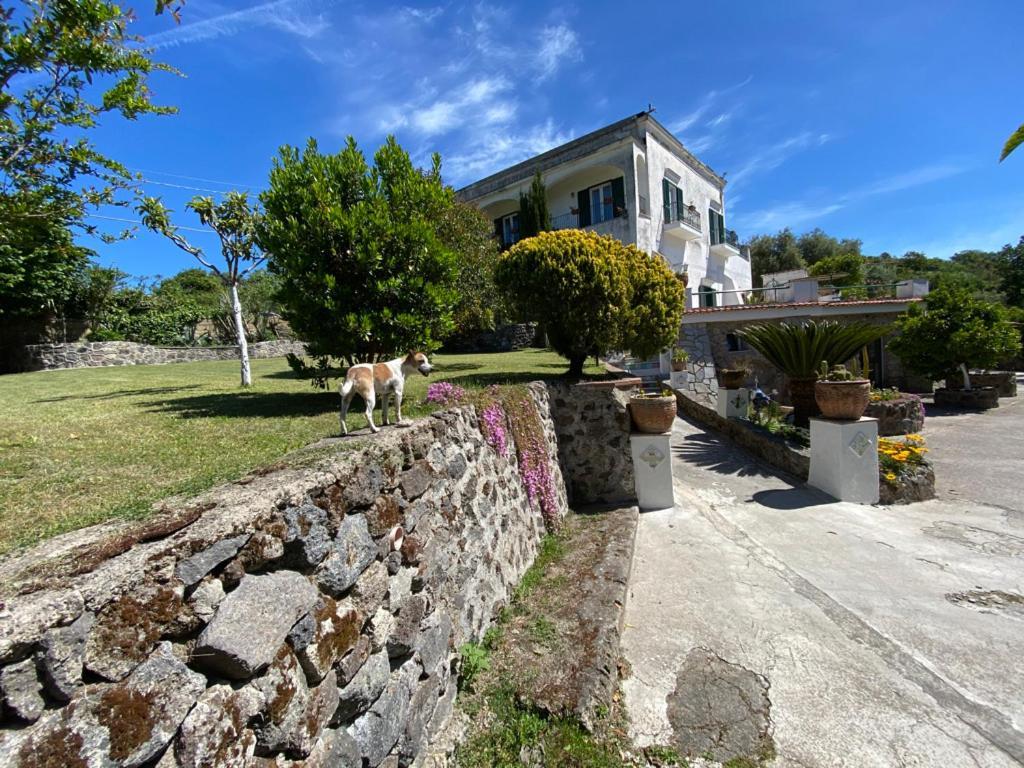 Villa Vincenzo Di Meglio Barano dʼIschia Екстериор снимка