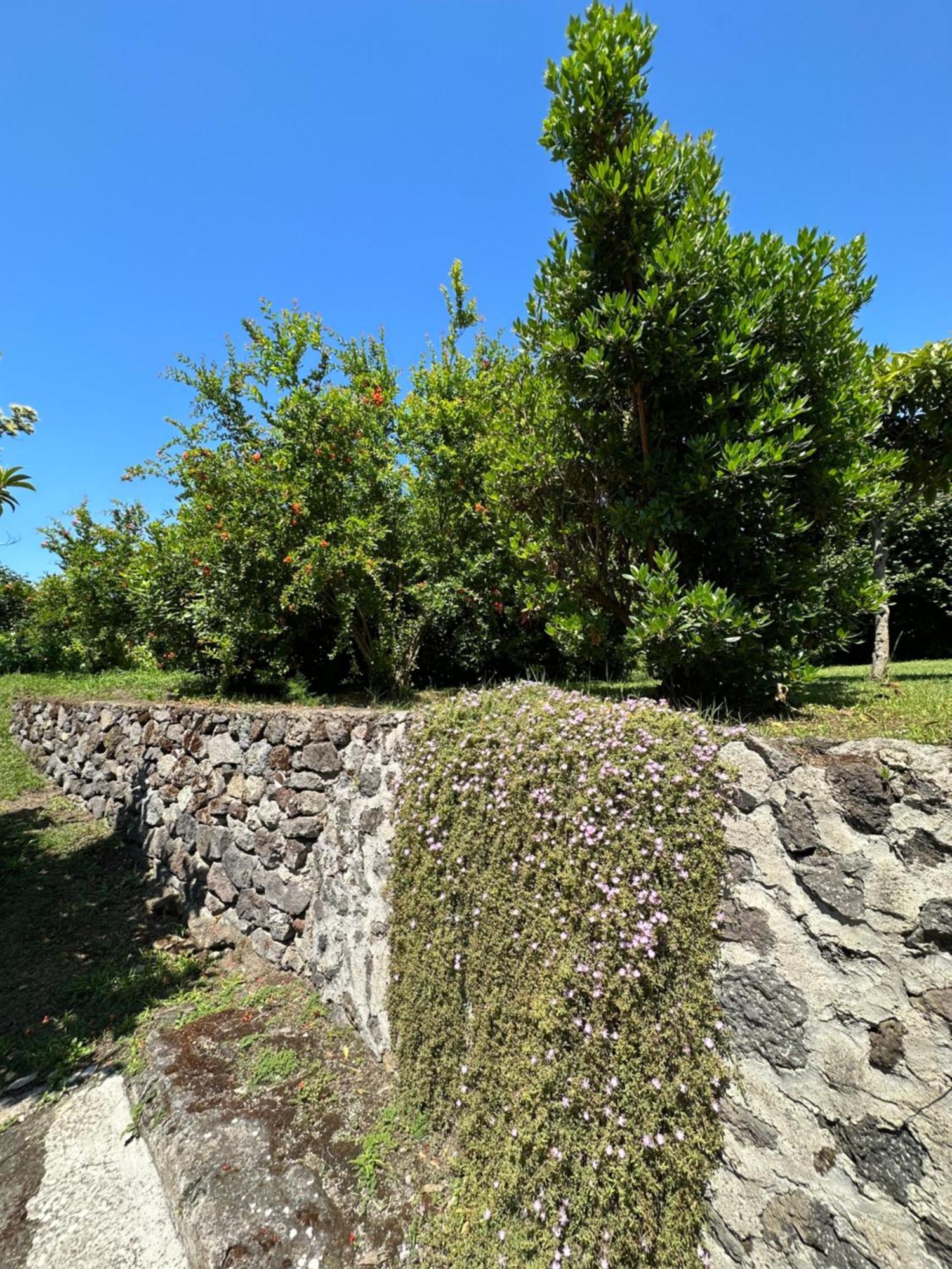 Villa Vincenzo Di Meglio Barano dʼIschia Екстериор снимка