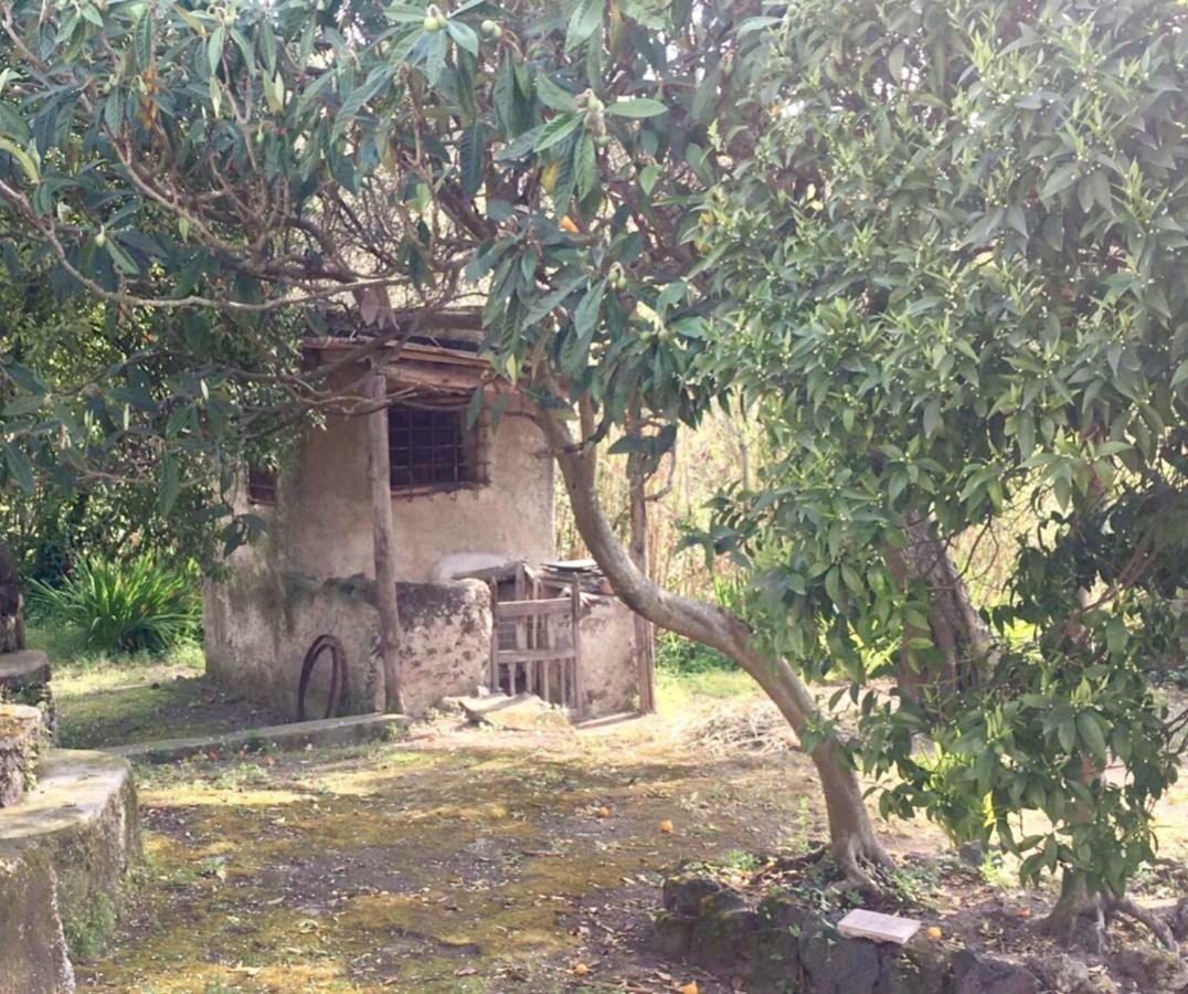 Villa Vincenzo Di Meglio Barano dʼIschia Екстериор снимка